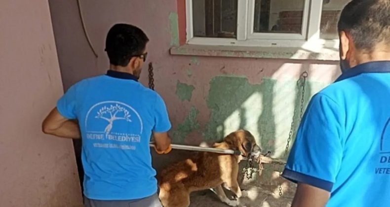 Ölen köpekte kuduz tespit edildi, 2 mahalle karantinaya alındı